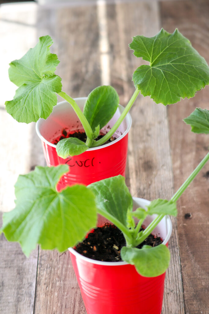 growing zucchini from seed